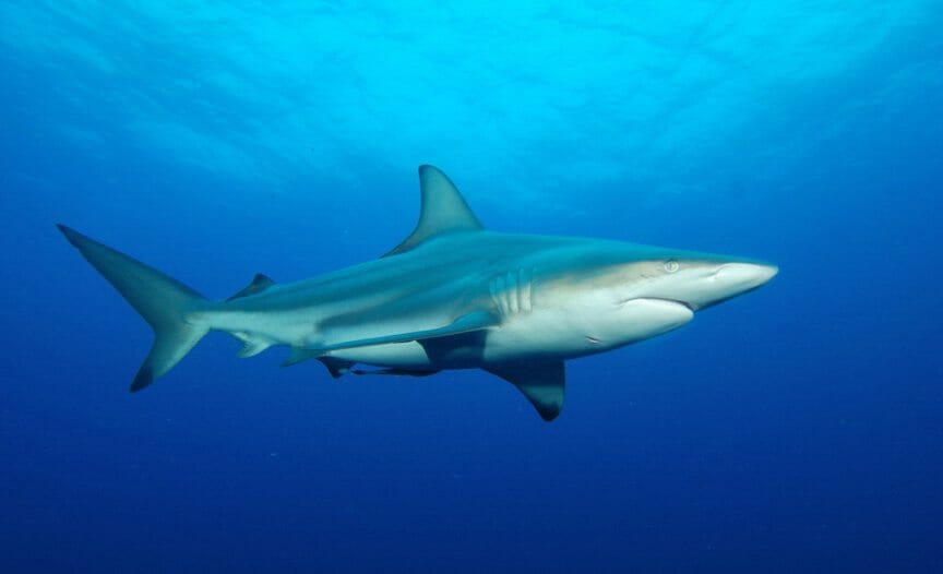 Shark return. Carcharhinus acronotus. Carcharhinus albimarginatus. Акула Чангед. Темноперая акула.
