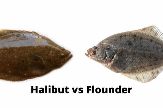 Halibut vs Flounder