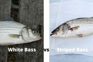 White Bass vs Striped Bass