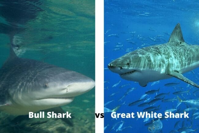 Bull Shark vs Great White Shark