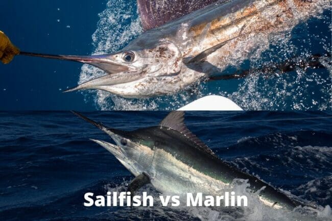 Sailfish vs Marlin