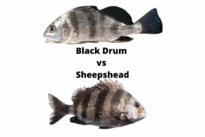 Black Drum vs Sheepshead