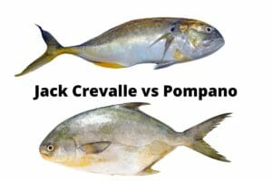 Jack Crevalle vs Pompano