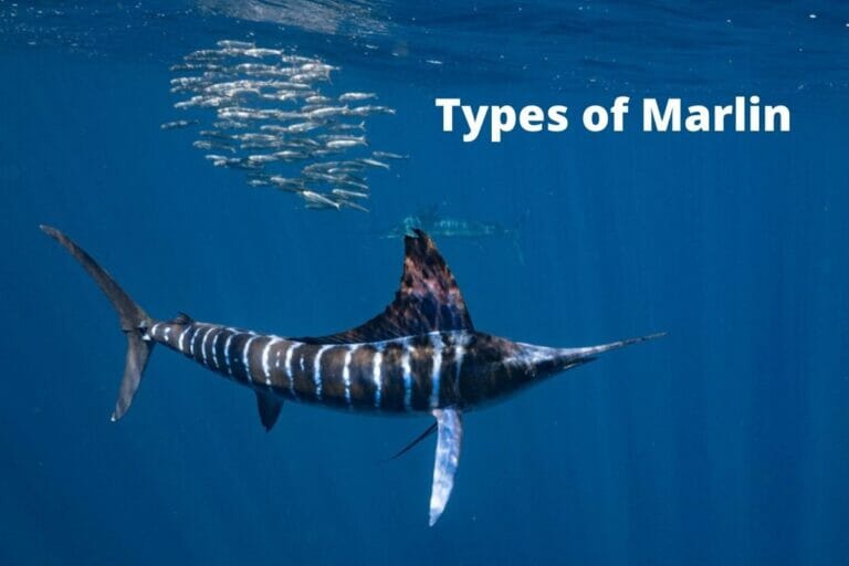 5 Different Types of Marlin - Topsail Angler