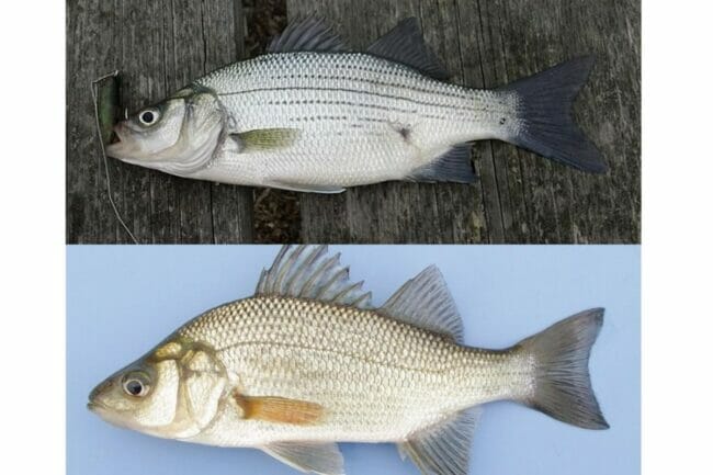 White Bass vs White Perch