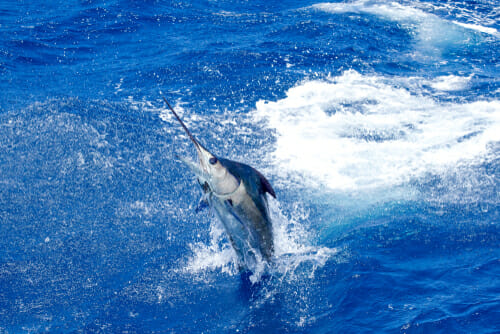 Blue Marlin Jumping