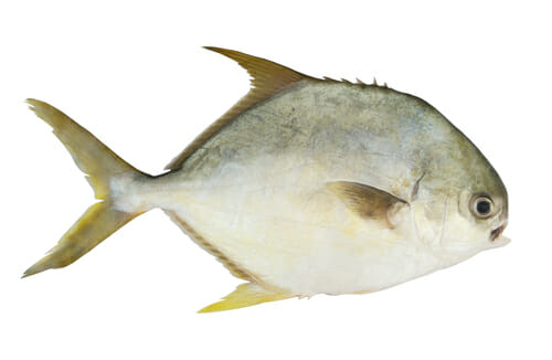 Pompano Fish